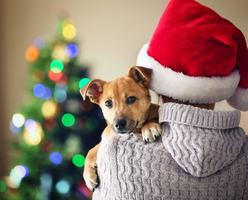 puppy during the holidays
